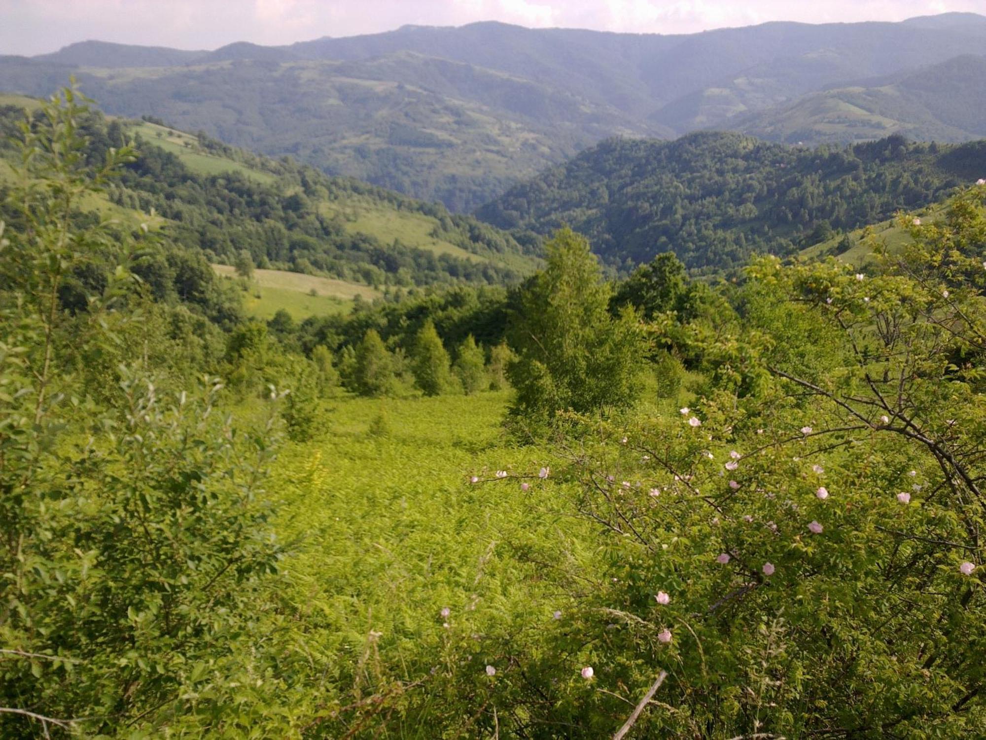 Hotel Javor Kušići Exteriér fotografie